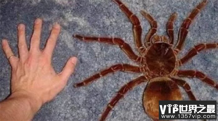 食人蜘蛛世界上有没有 世界上最大的蜘蛛有多大（25cm）