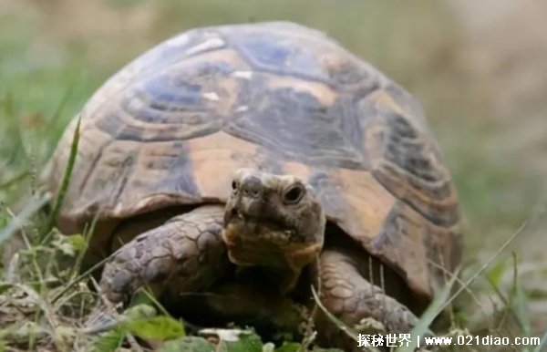 乌龟最长能活多少年 最长寿的乌龟品种（176年）