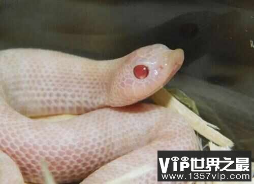 世界上最会装死的蛇，猪鼻蛇堪称奥斯卡桂冠