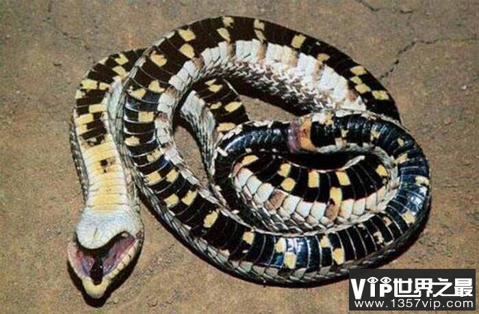 世界上最会装死的蛇，猪鼻蛇堪称奥斯卡桂冠