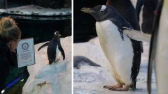 世界上最长寿的企鹅，超过41岁高龄！