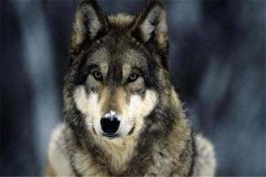 世界上最厉害的三种狼，西北狼实力不可小觑