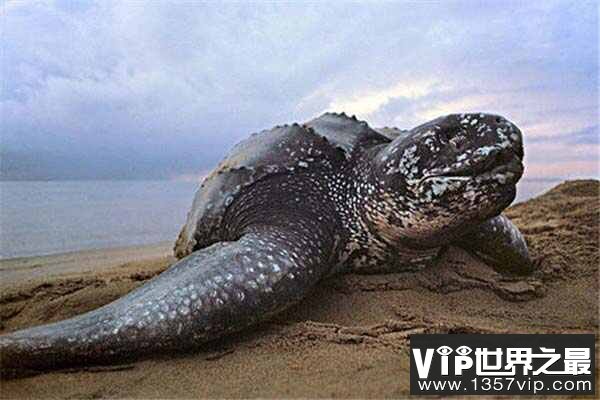 世界上最大的海龟有多大？棱皮龟体长可达3米