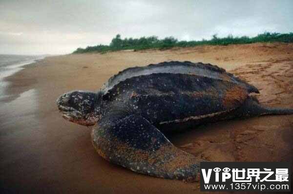 世界上最大的海龟有多大？棱皮龟体长可达3米