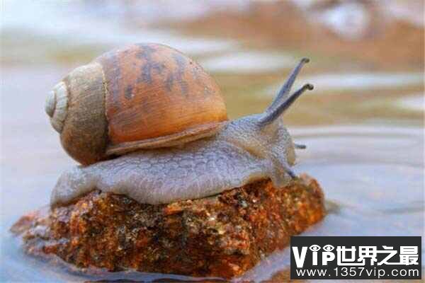 世界上最慢的三种动物，花园蜗牛上榜
