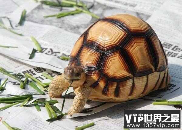 全世界上最贵的乌龟，安哥洛卡象龟价值1百万