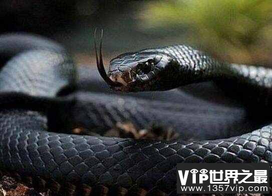 世界十大少见的黑色动物，墨西哥黑王蛇上榜