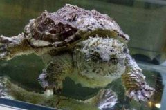 7种最有灵性的龟排名，佛鳄龟排第一位