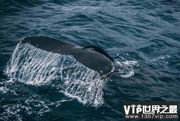 世界十大巨型动物：湾鳄排第十，蓝鲸登顶第一
