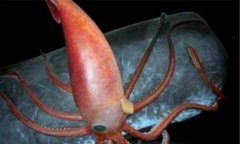 世界上最大的无脊椎动物：大王酸浆鱿体长达10多米