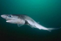 世界十大现存史前鱼类：第一名皱鳃鲨，大白鲨上榜