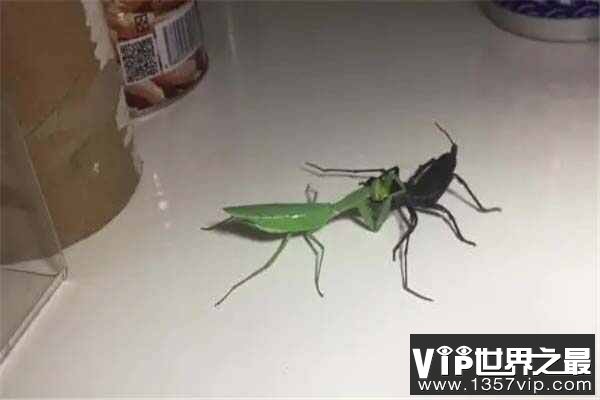 世界十大恐怖螳螂，非洲绿巨螳位列第一