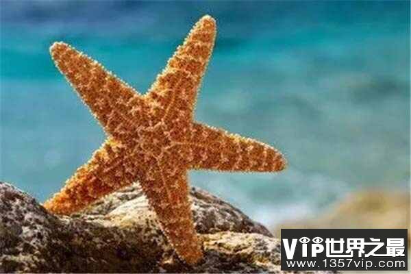 十大自愈力最强的动物，海蛞蝓和海星均上榜