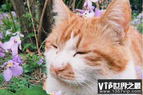 北大一只猫