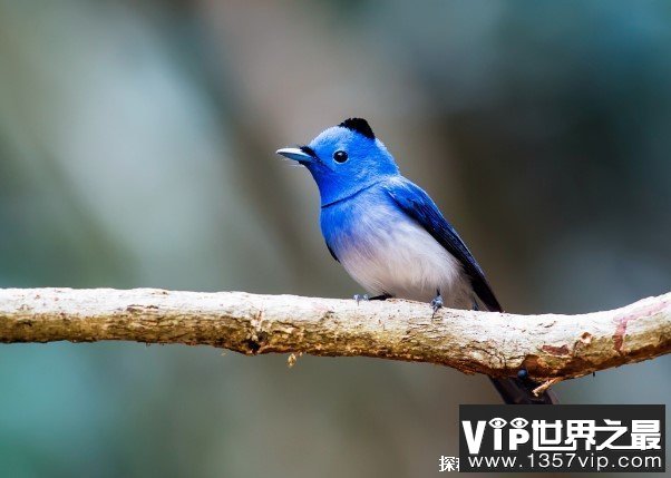 世界上十大漂亮的蓝色鸟类 紫蓝金刚鹦鹉第一(体长100厘米)