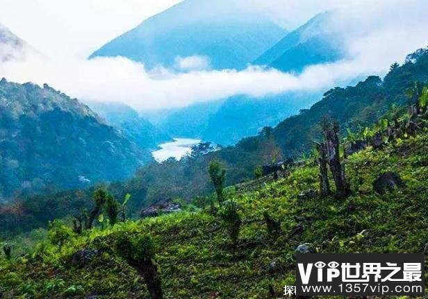 世界上最北的热带雨林 西藏墨脱热带雨林(物种丰富)