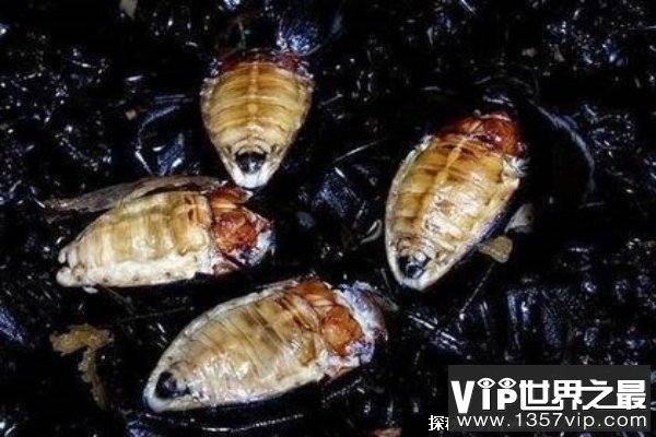 尸蹩是否真的存在 尸蹩是什么东西（蜣螂）
