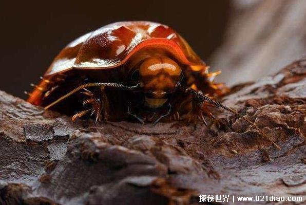 世界上最大的甲虫 泰坦甲虫体长达到17厘米(成虫不进食)