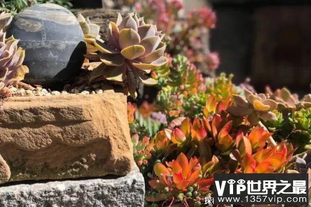 世界上最特殊的寺庙 云南寂照庵佛台放鲜花(20元吃到饱)