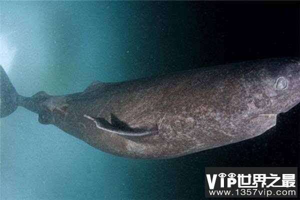 世界上体型最大的鲨鱼之一：格陵兰睡鲨最长达7米