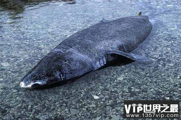 世界上体型最大的鲨鱼之一：格陵兰睡鲨最长达7米