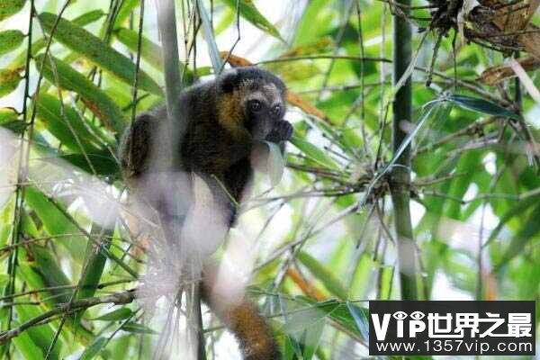 金竹狐猴：一种不怕毒的狐猴（仅有1000只）