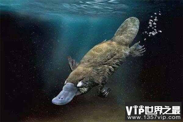 世界上最奇特的活化石：鸭嘴兽2500万年前就已存在