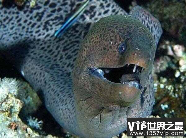 世界上最恐怖的鱼：海鳝牙齿锋利长相恐怖