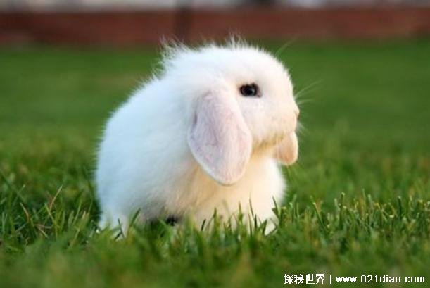 世界上十大名贵兔子品种 荷兰侏儒兔位居第一(价格昂贵)