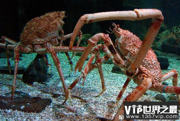 世界上体型最大的螃蟹 巨螯蟹平均体长达三米(寿命上百年)
