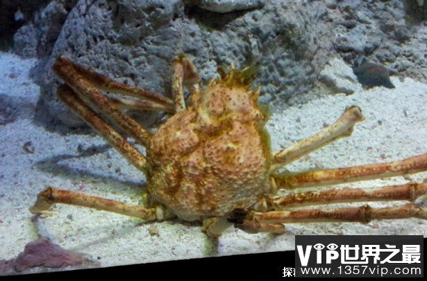 世界上体型最大的螃蟹 巨螯蟹平均体长达三米(寿命上百年)