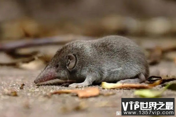 世界上最小的哺乳类动物 鼩鼱体长4到6厘米(长得像老鼠)