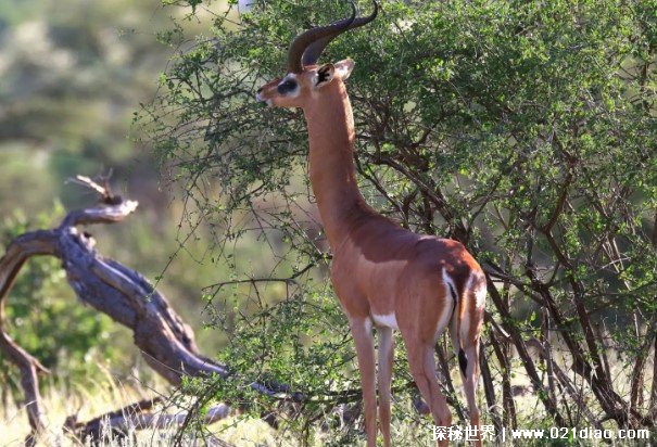 世界上最有气质的动物 长颈羚身材修长(姿势优雅)