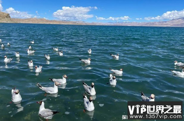 世界上最神奇的湖泊 班公湖一半咸水一半淡水(景色优美)