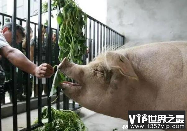 世界上体型最大的猪 重达到了1800斤长2.5米(被称巨型猪)