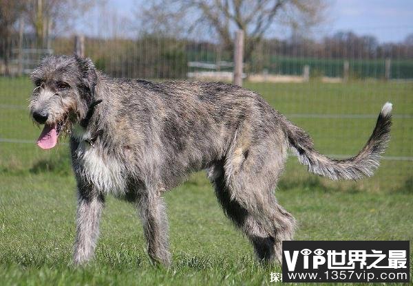 世界上最高大的猎犬 爱尔兰猎犬身高可达一米(力量比较大)