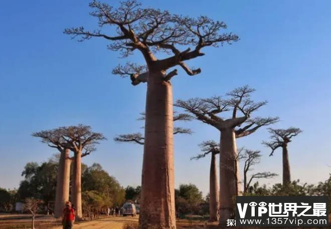 世界上储水能力最强的树 猴面包树分布范围广(木质疏松)