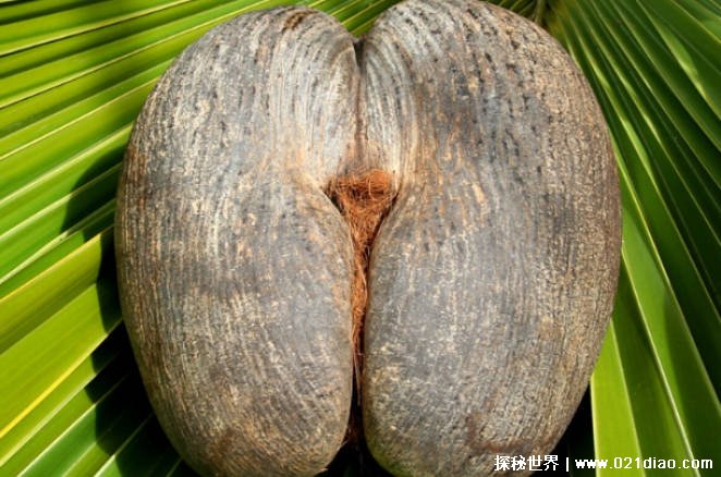 世界上最大的种子 海椰子一粒重3斤极其珍贵(生长缓慢)