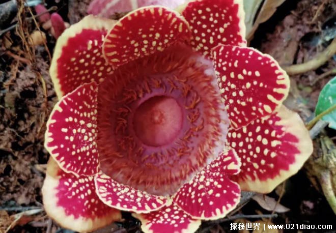 世界上最大的花朵 大王花直径长达一米(神奇的植物)