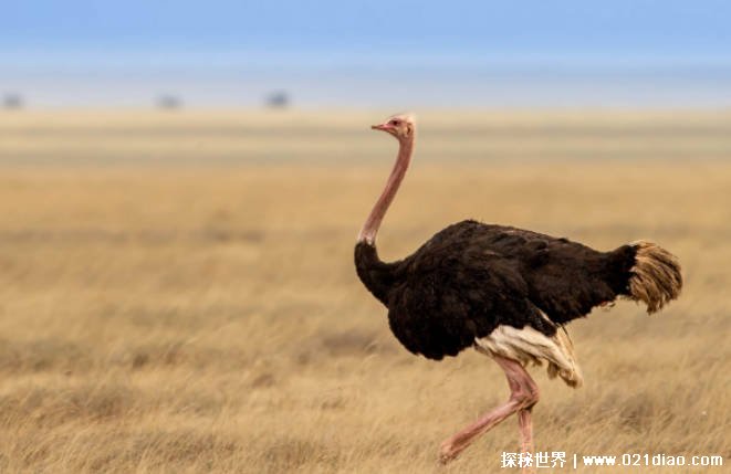 世界上最大的鸟 非洲鸵鸟高达到了2.5米(生存能力强)