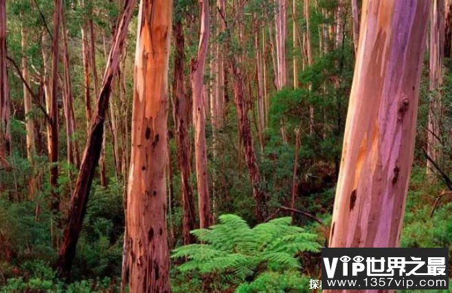 世界上最美丽的树 澳洲桉树颜色因物种而异(观赏价值高)