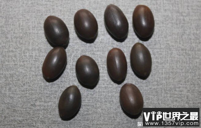 世界上最长寿的种子 古莲子埋藏千年依旧可发芽(比较坚硬)