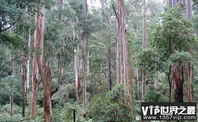 世界上最高的树 澳大利亚草原上的桉树高156米(生长速度快)