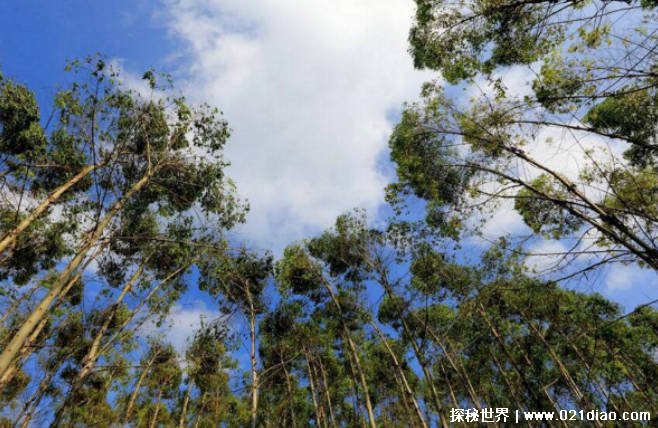 世界上最高的树 澳大利亚草原上的桉树高156米(生长速度快)