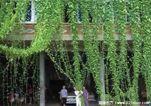 世界上最长的空心菜 由长沙菜农种植长14米(比较壮观)