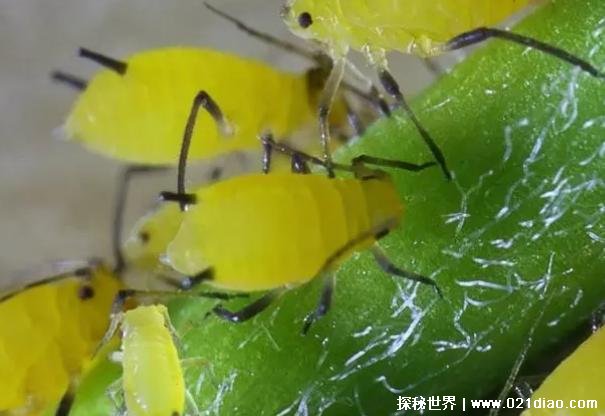 世界上繁殖速度最快的昆虫 蚜虫四五天就下崽(无性繁殖)