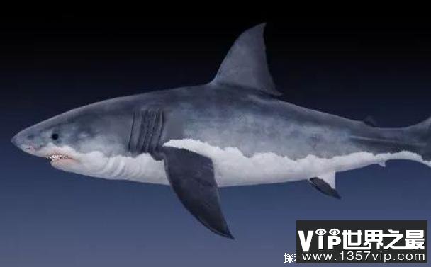 世界上十大最可怕的鲨鱼 加布林鲨鱼体型庞大(牙齿锋利)