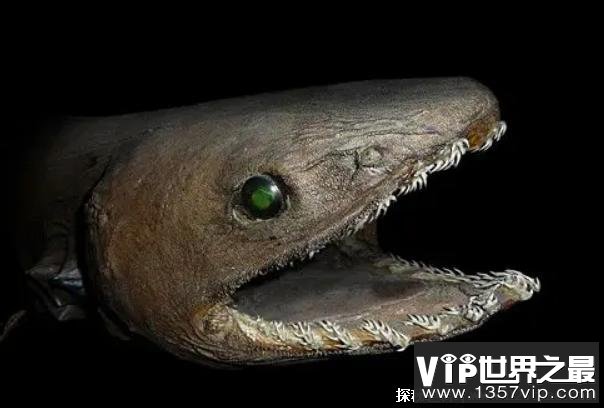 世界上十大最可怕的鲨鱼 加布林鲨鱼体型庞大(牙齿锋利)