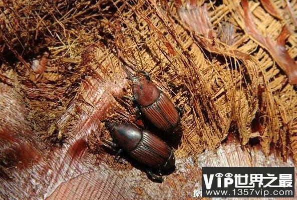 世界上杀不死的十大生物 水熊虫生命力顽强(适应能力强)