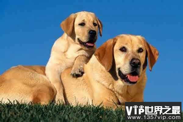 护主人最忠诚的狗排名：中华田园犬上榜，第一是拉布拉多